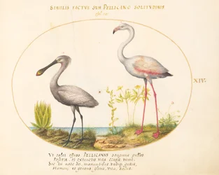 Teller 14: Löffelreiher und Flamingo