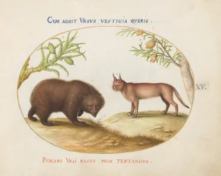 Tafel 15: Ein Bär und ein Luchs(?)