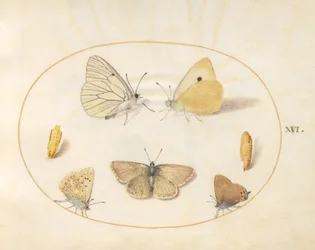 Tafel 16: Baumweißling, Postillon, Schwarzer Zipfelfalter(?) und Hufeisenklee-Bläuling(?) mit zwei Puppen