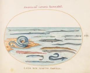 Tafel 16: Aale, Seenadeln und Nadelfische