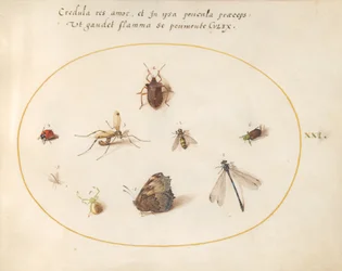 Tafel 21: Ein Schmetterling mit einer Libelle, einem Marienkäfer und fünf anderen Insekten