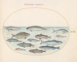 Tafel 21: Kabeljau(?) und andere Fische