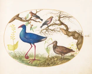 Tafel 21: Sultanshuhn und Waldschnepfe mit einem gestreiften Karmingimpel, einem Finken und Eichengallen
