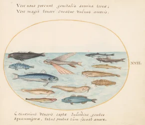 Tafel 22: Meeräsche, fliegender Fisch, Aale und andere Fische