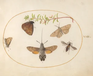 Tafel 23: Schwärmer, Schmetterlinge und andere Insekten um einen Schneebeerenzweig