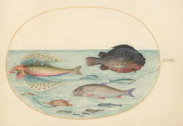 Tafel 24: Fliegender Knurrhahn, männlicher Seehase, Langstachel-Schnepfenfisch und andere Fische
