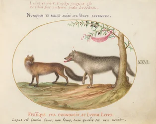 Tafel 26: Ein Rotfuchs und ein Wolf