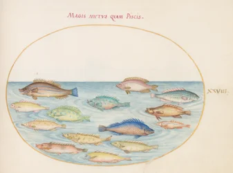 Tafel 28: Meerbrasse(?) und andere Fische