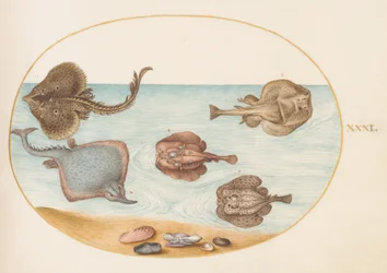 Tafel 31: Marmorierter Zitterrochen mit anderen Rochen, Muscheln und einem Weichtier in seinem Gehäuse