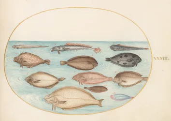 Tafel 33: Seezunge und andere Plattfische mit Bandfisch(?)