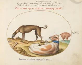 Tafel 34: Drei Hunde, darunter ein "Mimick"