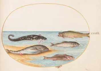 Tafel 36: Fünf Fische, darunter Karpfen(?)