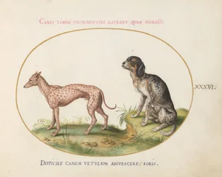 Tafel 36: Zwei gefleckte Hunde