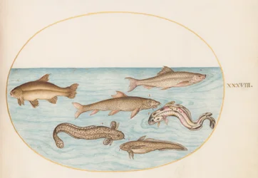 Tafel 38: Quappe, Seequappe und andere Fische