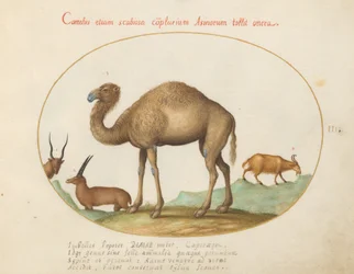 Teller 3: Kamel, Steinbock und Ziege