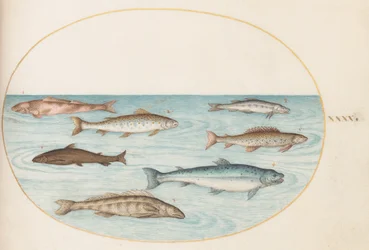 Tafel 40: Lachs, Forelle und Süßwasser(?)fische