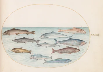 Tafel 41: Maräne (?) und andere Fische
