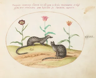Teller 42: Zwei Ginsterkatzen mit Tulpen