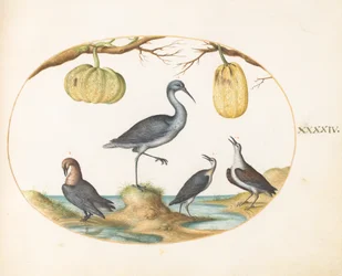Tafel 44: Uferschnepfe(?) und Strandläufer mit zwei Kürbissen