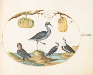 Tafel 44: Uferschnepfe (?) und Strandläufer mit zwei Flaschenkürbissen
