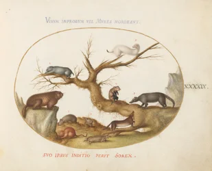 Tafel 49: Murmeltier, Hamster, Ratte, Feldmaus, Spitzmaus und ein Nasenbär