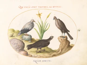 Tafel 4: Ein ägyptischer Geier, ein nördlicher Habicht(?) und ein "Aquila Heteropode" (Kurzzehenadler?)