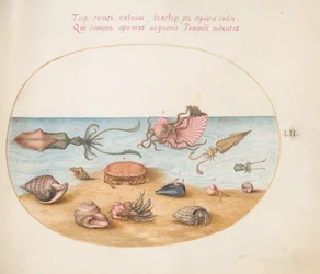 Ein Argonaut, Tintenfisch, Einsiedlerkrebse, Muscheln und ein Krebs (Tafel 52)