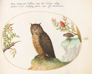 Tafel 54: Eine Eule mit einer zweiten in der Ferne, die ein Kaninchen frisst