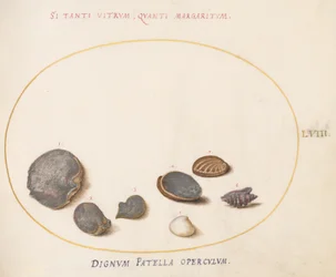 Tafel 58: Muscheln, einschließlich Abalone(?)