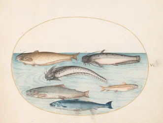 Tafel 5: Drei Welse, ein Lachs und zwei andere Fische