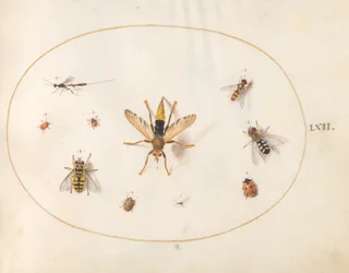 Tafel 62: Zehn Insekten