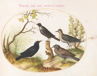 Tafel 65: Amsel, Star (?), und andere Vögel