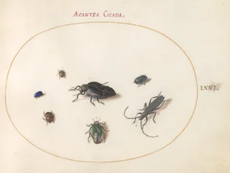 Tafel 66: Zwei Ölkäfer, ein Langhornkäfer und vier andere Insekten