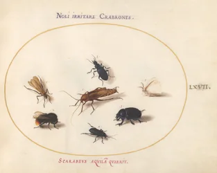 Tafel 67: Sieben Insekten, darunter ein Weißer Schmetterling und eine Biene