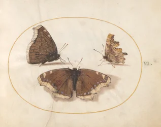 Tafel 6: Zwei Ansichten eines Trauermantels (Camberwell Beauty) Schmetterling mit einem Komma-Schmetterling