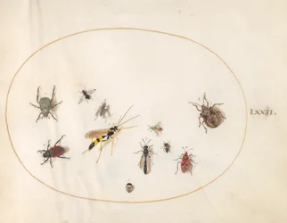 Teller 72: Schildkäfer, Zimtwanze, Wespe und andere Insekten
