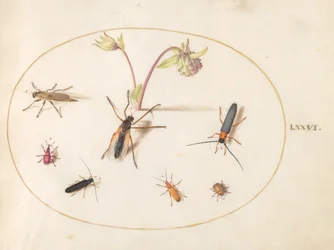 Tafel 76: Insekten mit einer rosa und cremefarbenen Akelei