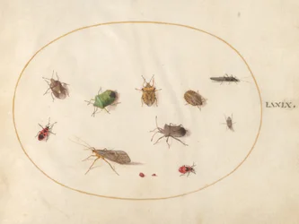 Tafel 79: Zwölf Insekten, darunter Schildwanzen