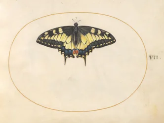 Tafel 7: Schwalbenschwanz-Schmetterling
