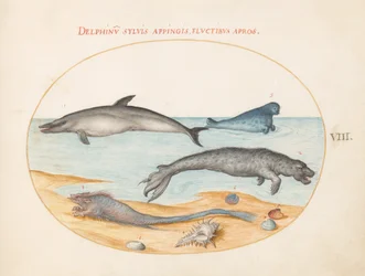 Tafel 8: Ein Delfin, zwei Robben, ein Brethmechin und Muscheln