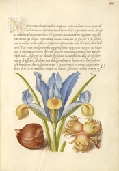 Spanische Kastanie, Englische Iris und Europäische Haselnuss
