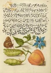Speckled Wood, Talewort, Garten-Erbse und Laternenpflanze