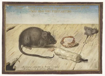 Zwei Mäuse