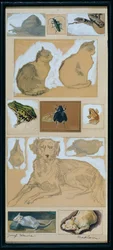 Tierstudien (12 Skizzen)