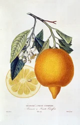 Zitrus: Orangenpflanze mit Blüte. „Orangenbaum mit koniferenartigen Früchten; Arancio a frutto coniferous“: Ganze Orange und Orangenscheibe. Botanische Tafel aus dem Buch „Natural History of Orange Trees“ von Joseph Antoine Risso und Pierre Antoine Poiteau