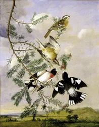 Rosenbrust-Kernknacker
