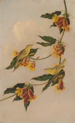 Gelbwaldsänger
