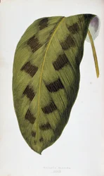 Blatt von Maranta Pardina. Botanische Tafel in „Pflanzen mit buntem Laub. Sammlung der bemerkenswertesten Arten zur Dekoration von Gärten, Gewächshäusern und Wohnungen, von Edward Joseph Lowe und W. Howard, Mitglieder der London Horticulture Society. Aus d