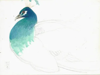 Nach links blickender Pfau, 14.VI.1900, 1900