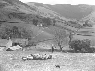 Ein Schäfer und sein Schäferhund kontrollieren eine Schafherde auf einem Feld in Martindale